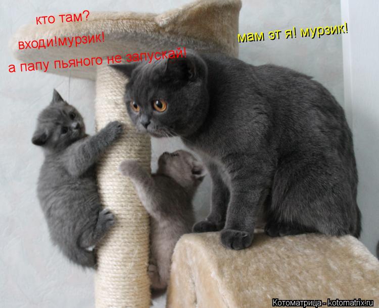 Котоматрица: кто там? мам эт я! мурзик! входи!мурзик! а папу пьяного не запускай!