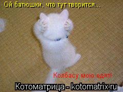Котоматрица: Ой батюшки, что тут творится... Колбасу мою едят!