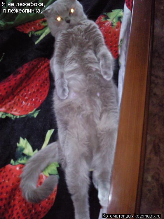 Котоматрица: Я не лежебока, я лежеспинка.