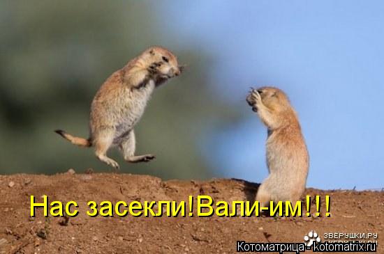 Котоматрица: Нас засекли!Вали-им!!!