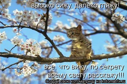 Котоматрица: высоко сижу, далеко гляжу! все, что вижу, по секрету всему свету расскажу!!!