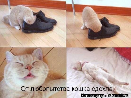 Котоматрица: От любопытства кошка сдохла...