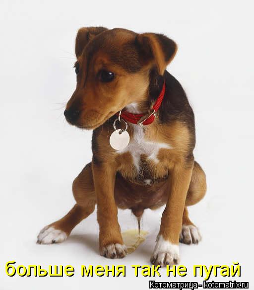 Котоматрица: больше меня так не пугай
