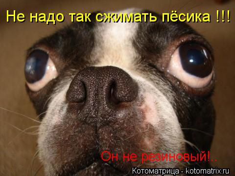 Котоматрица: Не надо так сжимать пёсика !!! Он не резиновый!..