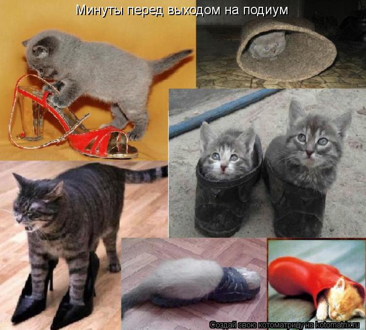 Котоматрица: Минуты перед выходом на подиум