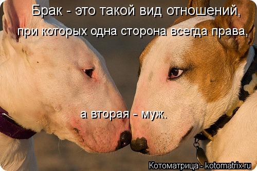 Котоматрица: Брак - это такой вид отношений, при которых одна сторона всегда права, а вторая - муж.
