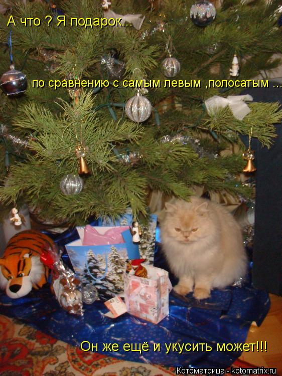 Котоматрица: по сравнению с самым левым ,полосатым ... А что ? Я подарок... Он же ещё и укусить может!!!