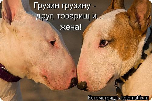 Котоматрица: Грузин грузину - друг, товарищ и... жена!