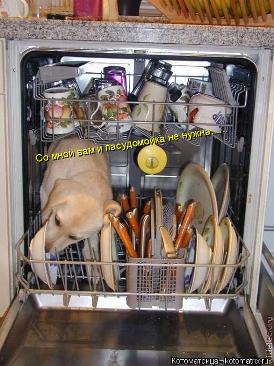 Котоматрица: Со мной вам и пасудомойка не нужна......
