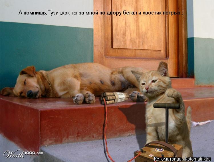 Котоматрица: А помнишь,Тузик,как ты за мной по двору бегал и хвостик погрыз...