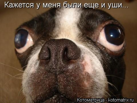 Котоматрица: Кажется у меня были еще и уши...