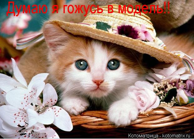 Котоматрица: Думаю я гожусь в модель!!
