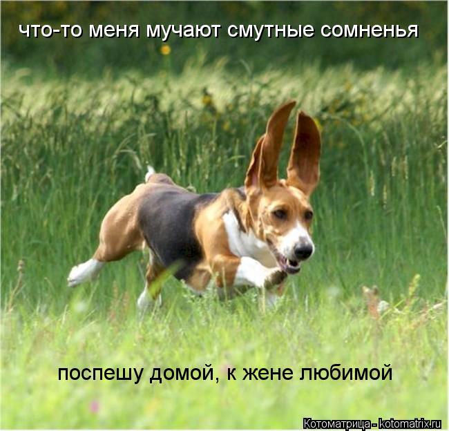 Котоматрица: что-то меня мучают смутные сомненья поспешу домой, к жене любимой