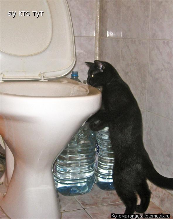 Котоматрица: ау кто тут