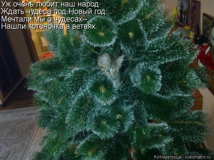 Котоматрица: Уж очень любит наш народ Ждать чудеса под Новый год. Мечтали мы о чудесах-- Нашли котёночка в ветвях.