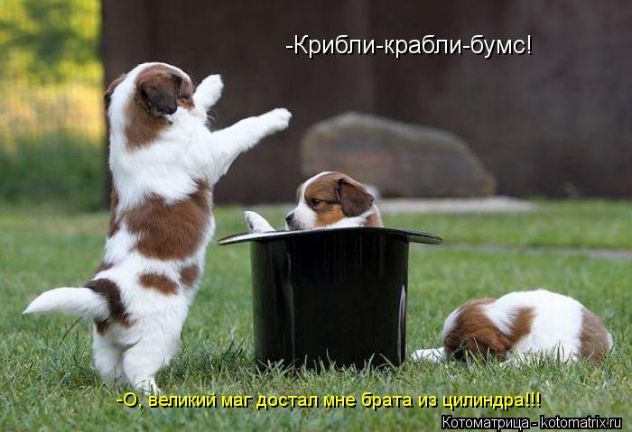 Котоматрица: -Крибли-крабли-бумс! -О, великий маг достал мне брата из цилиндра!!!