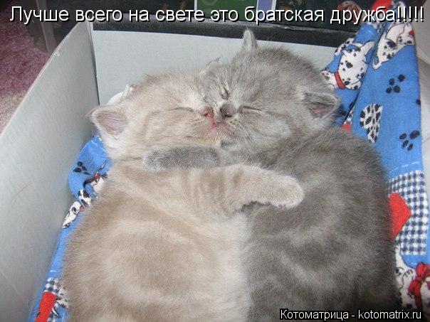 Котоматрица: Лучше всего на свете это братская дружба!!!!!