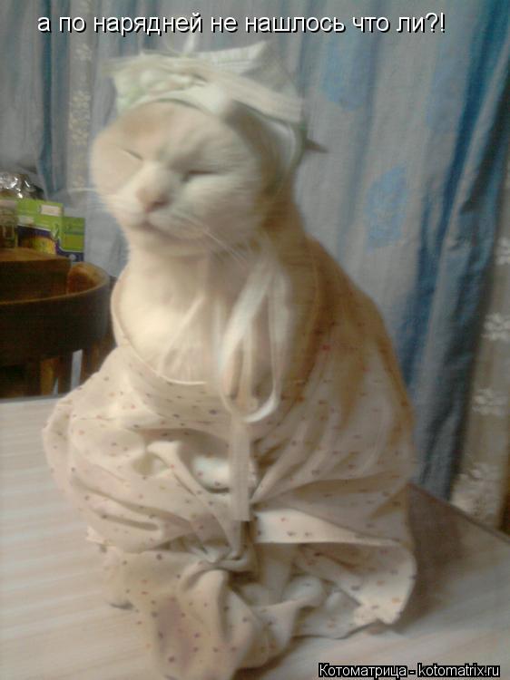 Котоматрица: а по нарядней не нашлось что ли?!