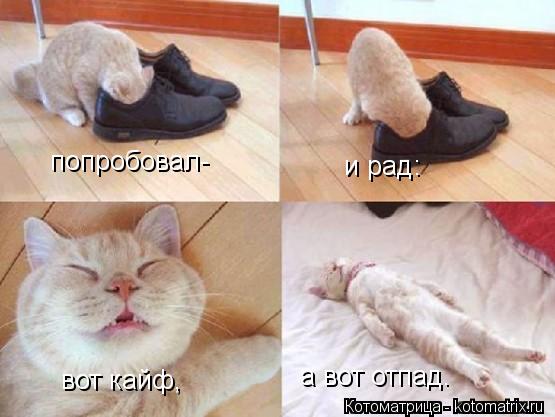 попробовал- и рад: вот кайф, а вот отпад.... Котоматрица: попробовал- и рад: вот кайф, а вот отпад.