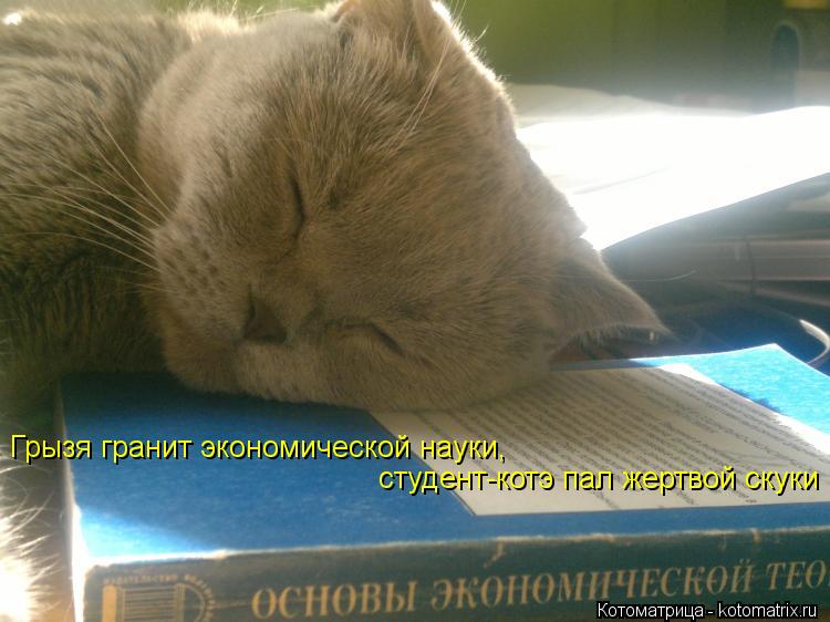 Котоматрица: Грызя гранит экономической науки, студент-котэ пал жертвой скуки