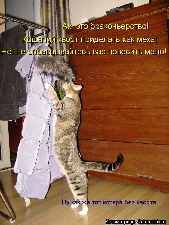 Котоматрица: Ах, это браконьерство! Кошачий хвост приделать как меха! Нет,не оправдывайтесь,вас повесить мало! Ну как же тот котяра без хвоста...