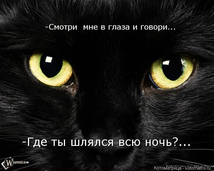 Котоматрица: -Смотри  мне в глаза и говори... -Где ты шлялся всю ночь?...