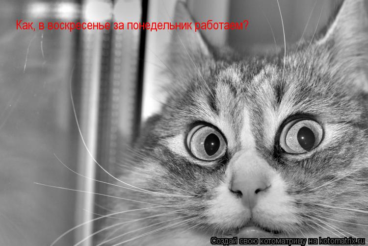 Котоматрица: Как, в воскресенье за понедельник работаем?