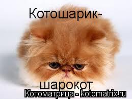 Котоматрица: шарокот Котошарик-