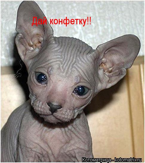 Котоматрица: Дай конфетку!!