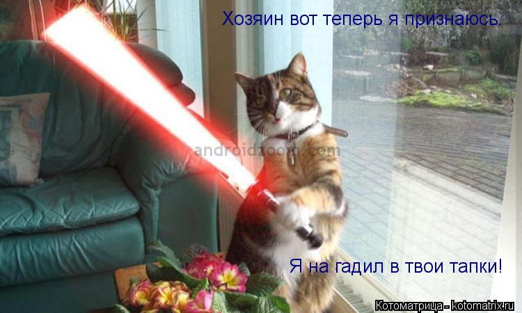 Котоматрица: Хозяин вот теперь я признаюсь. Я на гадил в твои тапки!