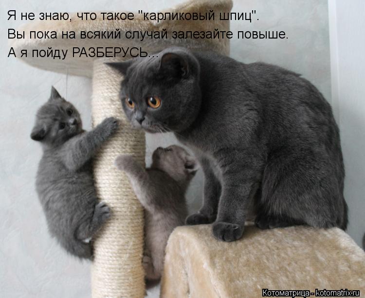 Котоматрица: Я не знаю, что такое "карликовый шпиц". Вы пока на всякий случай залезайте повыше. А я пойду РАЗБЕРУСЬ...