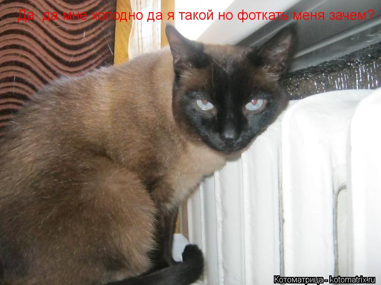 Котоматрица: Да  да мне холодно да я такой но фоткать меня зачем?
