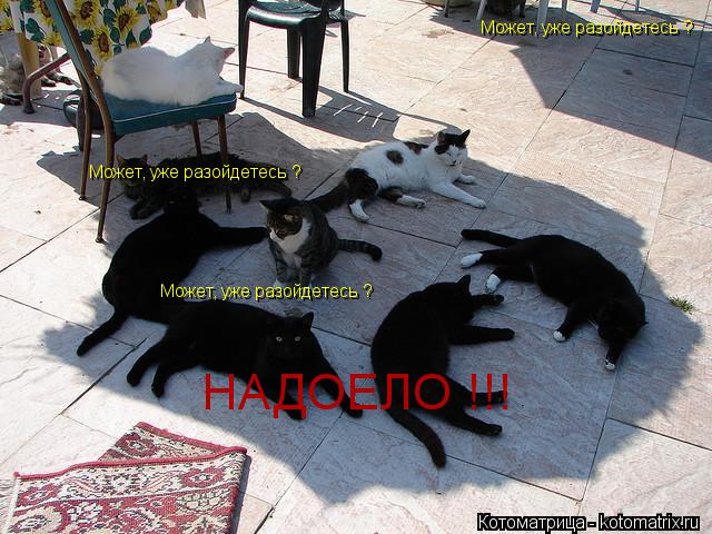Котоматрица: Может, уже разойдетесь ?  Может, уже разойдетесь ?  Может, уже разойдетесь ?  НАДОЕЛО !!!