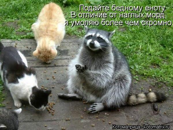 Подайте бедному еноту. В отличие от наглых морд я умоляю более чем скромно.... Котоматрица: Подайте бедному еноту. В отличие от наглых морд я умоляю более чем скромно.