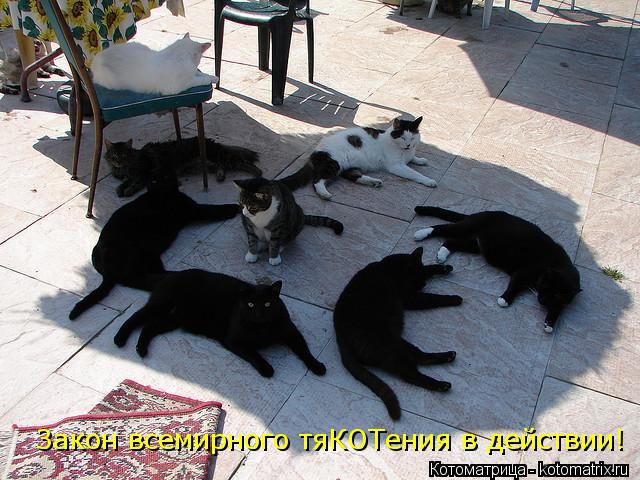 Котоматрица: Закон всемирного тяКОТения в действии!