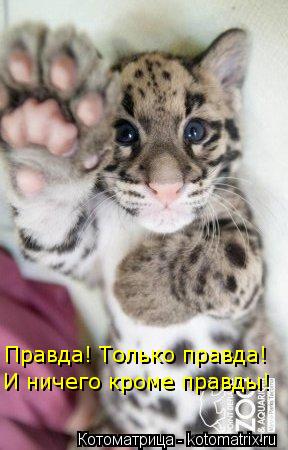 Котоматрица: Правда! Только правда! И ничего кроме правды!