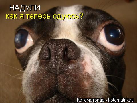 Котоматрица: НАДУЛИ как я теперь сдуюсь?