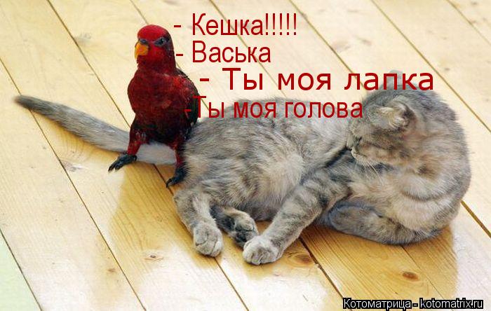 Котоматрица: Кешка!!!!! - - Васька - Ты моя лапка -Ты моя голова