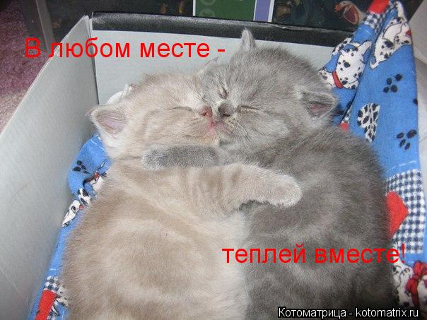 Котоматрица: В любом месте - теплей вместе!