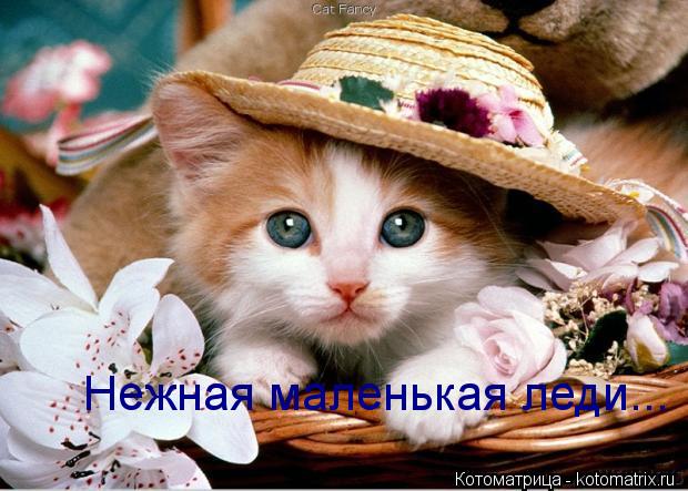Котоматрица: Нежная маленькая леди...