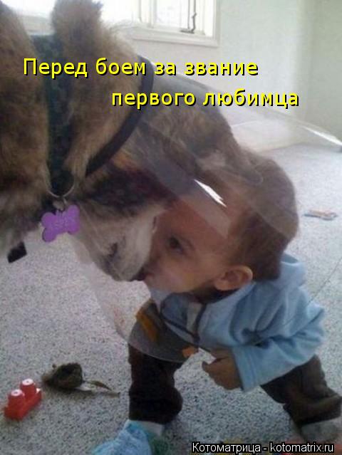 Котоматрица: Перед боем за звание  первого любимца