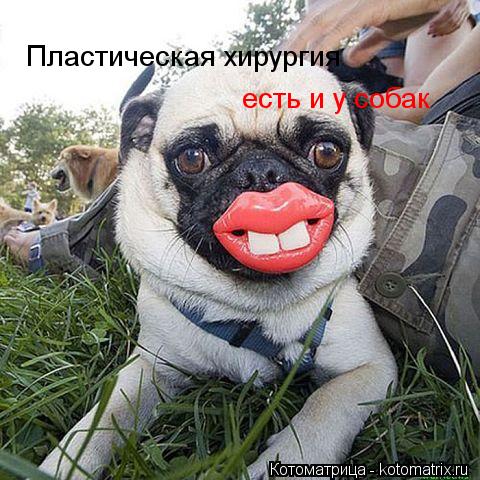 Котоматрица: Пластическая хирургия есть и у собак