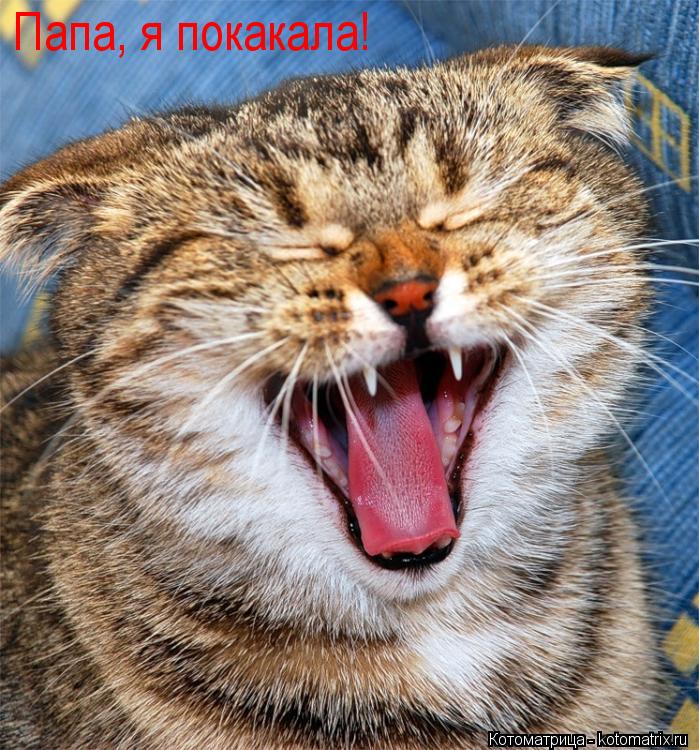 Котоматрица: Папа, я покакала!