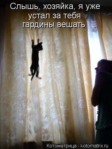 Котоматрица: Слышь, хозяйка, я уже  устал за тебя гардины вешать