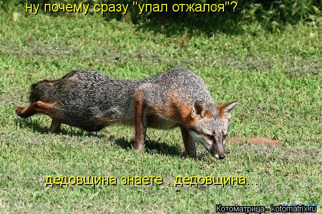 Котоматрица: ну почему сразу "упал отжался"?  дедовщина знаете , дедовщина....