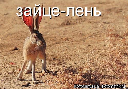 Котоматрица: зайце-лень
