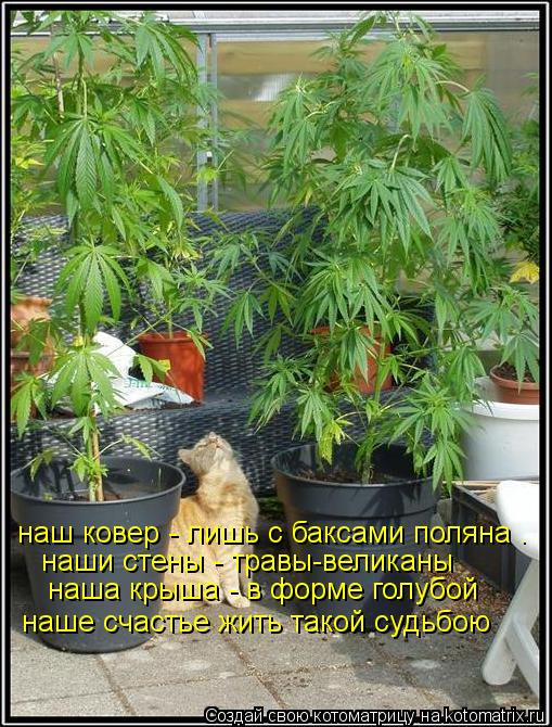 Котоматрица: наш ковер - лишь с баксами поляна . наши стены - травы-великаны наша крыша - в форме голубой наше счастье жить такой судьбою
