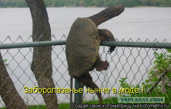 Котоматрица: Заборолазанье нынче в моде !