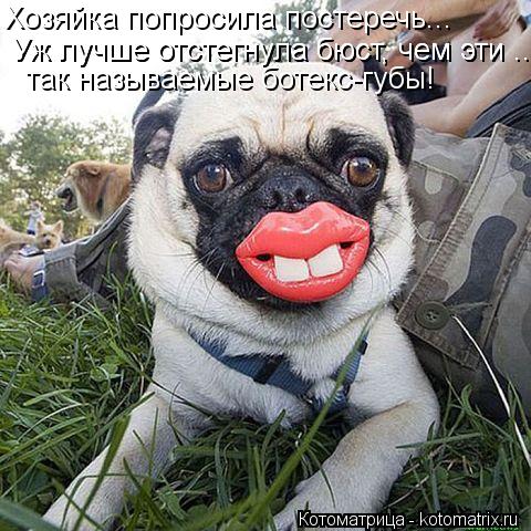 Котоматрица: Хозяйка попросила постеречь...  Уж лучше отстегнула бюст, чем эти ...  Уж лучше отстегнула бюст, чем эти ... так называемые ботекс-губы!