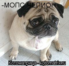 Котоматрица: -МОПС ЧЕПИОН